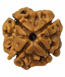 Picture of 4 Mukhi Rudrakhsa